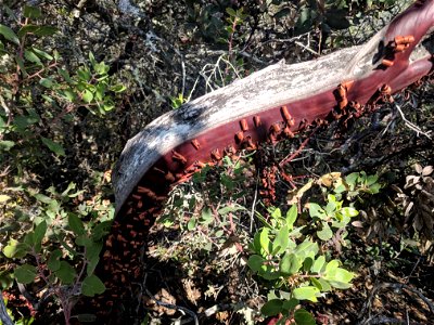 A photo of Manzanita, with bark peeling off.
Taken on the slopes of Mount Tamalpais, California.
