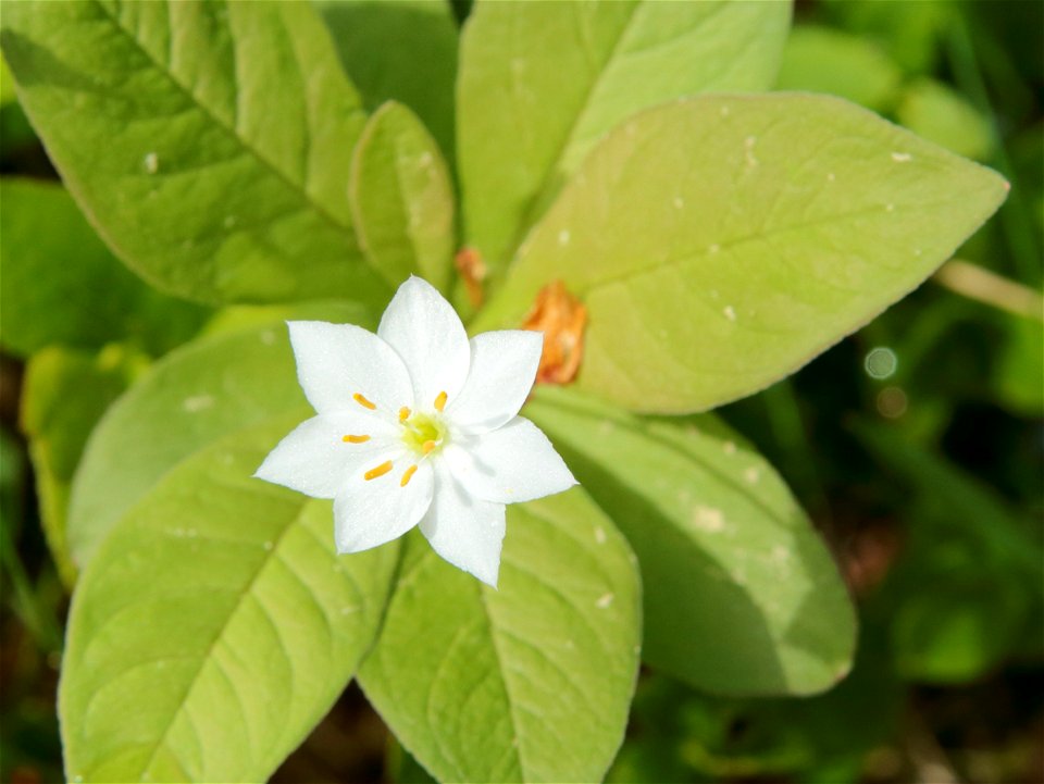 An arctic starflower (Lysimachia europaea) in the Maksniemi village of Simo, Finland.