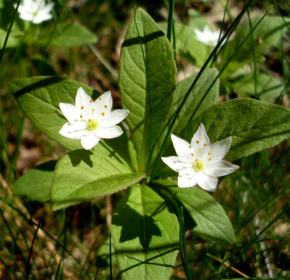 Trientalis europaea