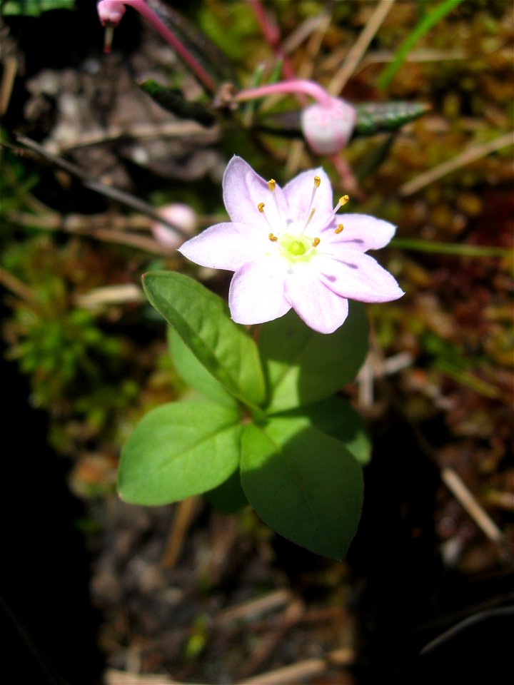 Trientalis europaea var. arctica,Aizu area,Fukushima pref.,Japan