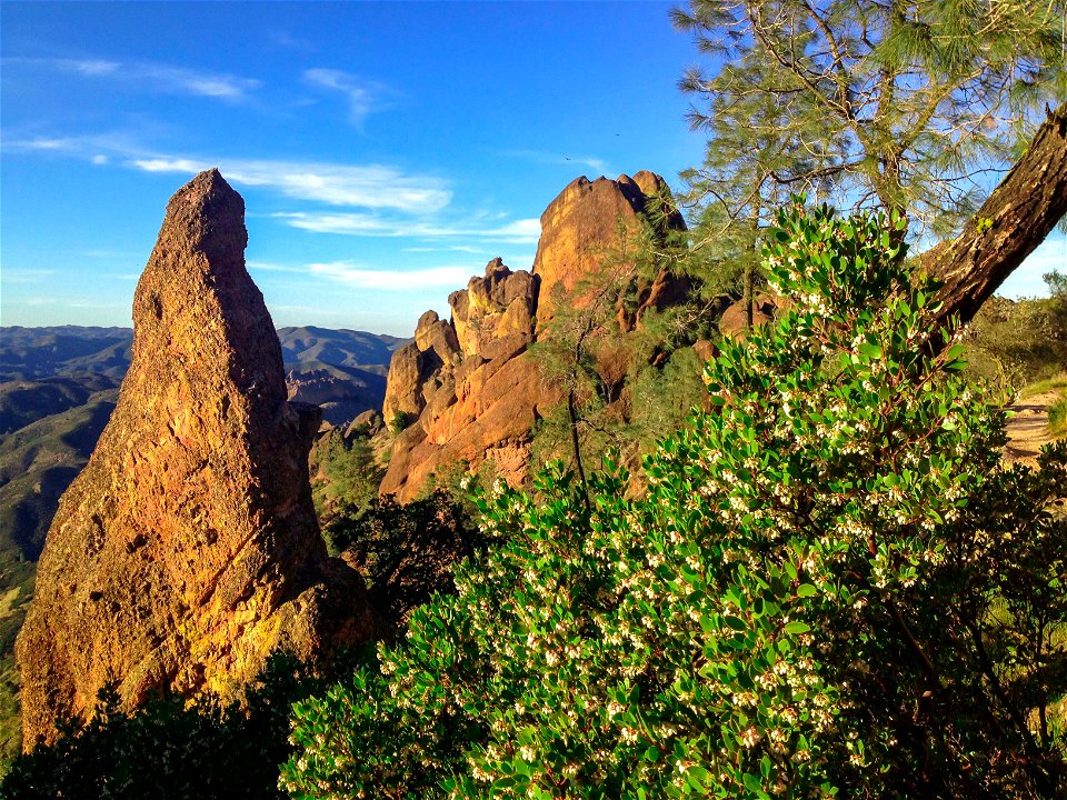 View from the High Peaks Trail — in Pinnacles National Park, central California.  
Blossoms of Bigberry Manzanita (Arctostaphylos glauca) in foreground.
Rhyolite Breccia rock formations.