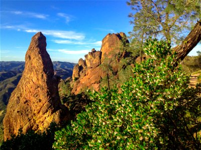View from the High Peaks Trail — in Pinnacles National Park, central California. Blossoms of Bigberry Manzanita (Arctostaphylos glauca) in foreground. Rhyolite Breccia rock formations. photo