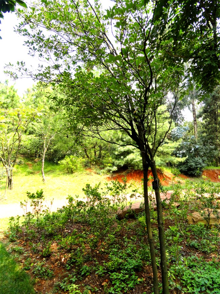 Plant specimen in the Kunming Botanical Garden, Kunming, Yunnan, China.