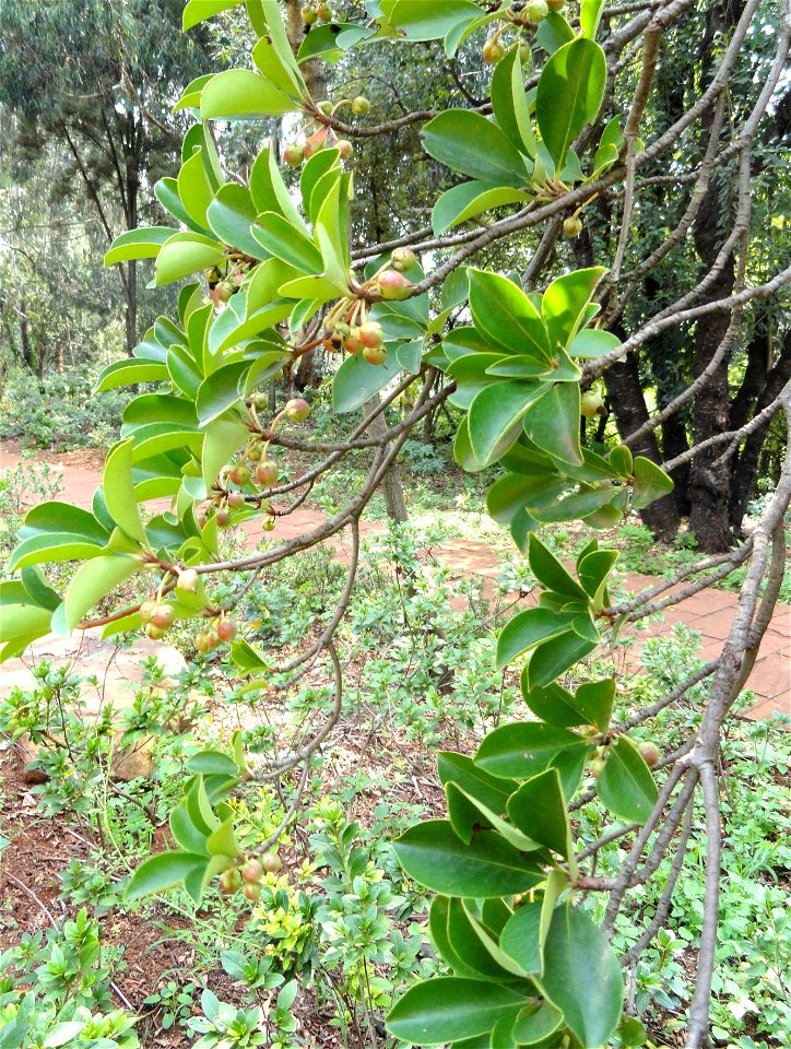Plant specimen in the Kunming Botanical Garden, Kunming, Yunnan, China.