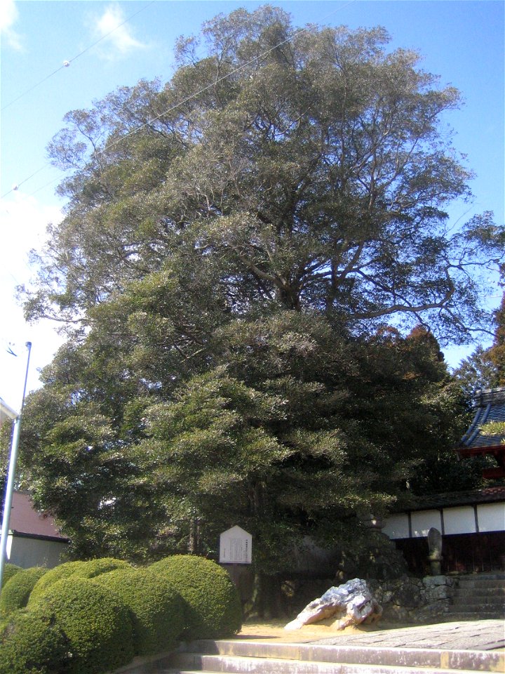 Ternstroemia gymnanthera of Saimyoji (西明寺), located at 7 Teramachi, Yawatacho, Toyokawa, Aichi, Japan