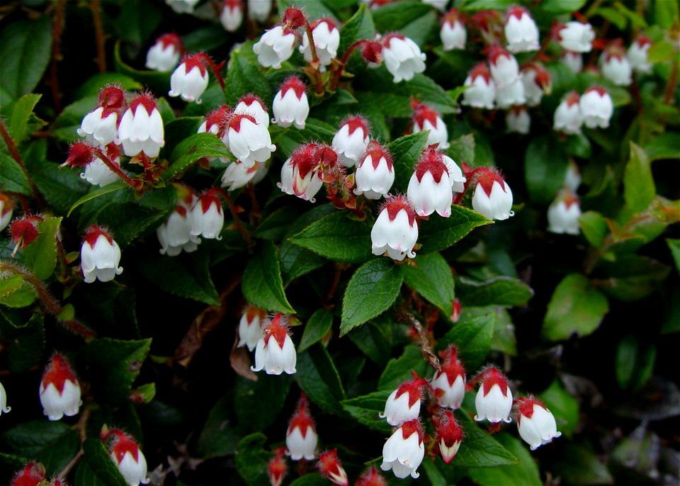Gaultheria adenothrix (Miq.) Maxim., in Mount Sannomine, Ryōhaku Mountains, Japan.