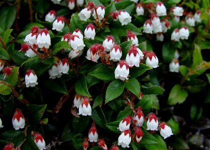 Gaultheria adenothrix (Miq.) Maxim., in Mount Sannomine, Ryōhaku Mountains, Japan.