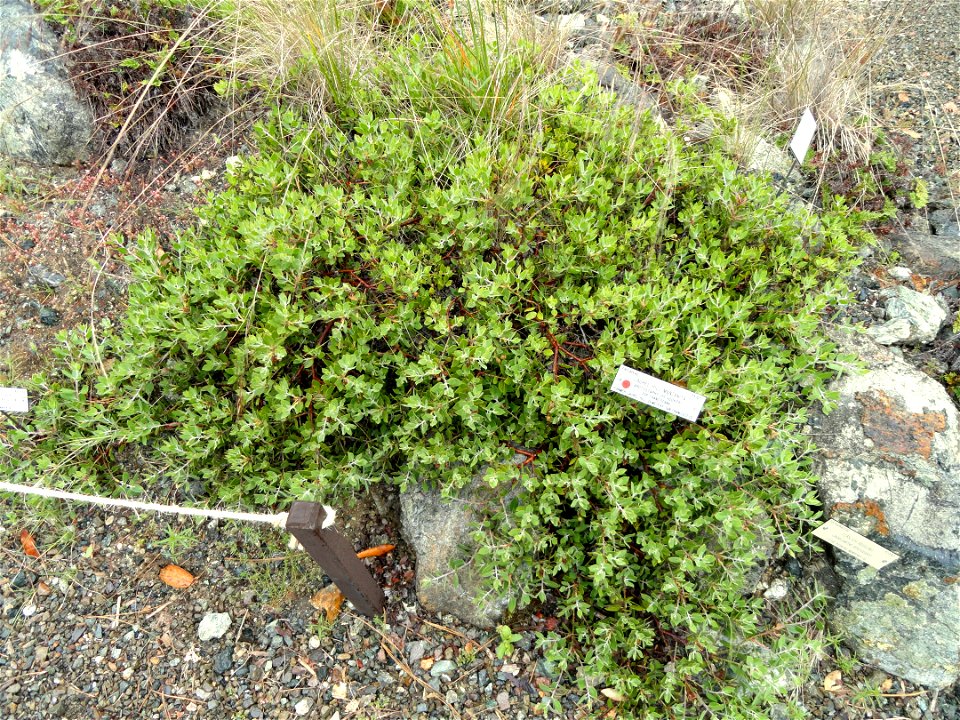 Arctostaphylos franciscana specimen in the University of California Botanical Garden, Berkeley, California, USA.

Endemic occurrence in San Francisco, California.