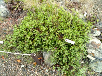 Arctostaphylos franciscana specimen in the University of California Botanical Garden, Berkeley, California, USA. Endemic occurrence in San Francisco, California. photo