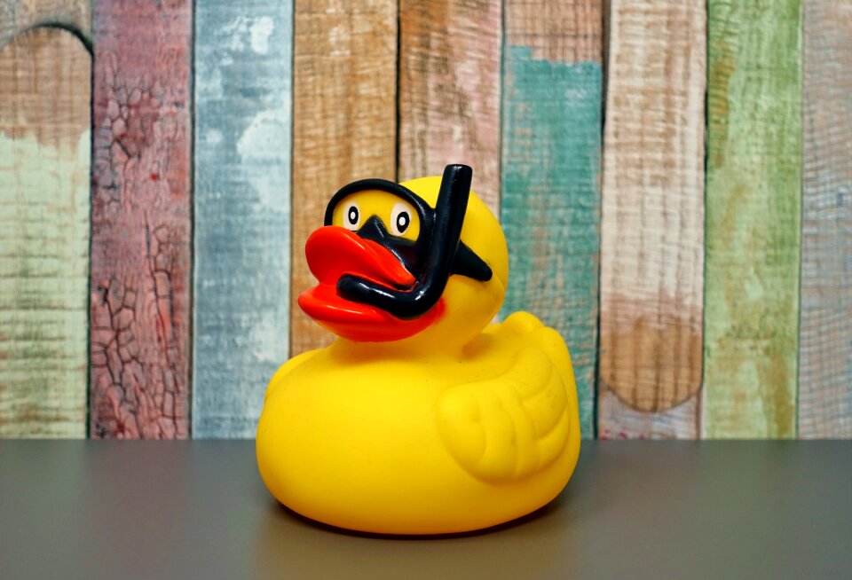 Yellow toys squeak duck