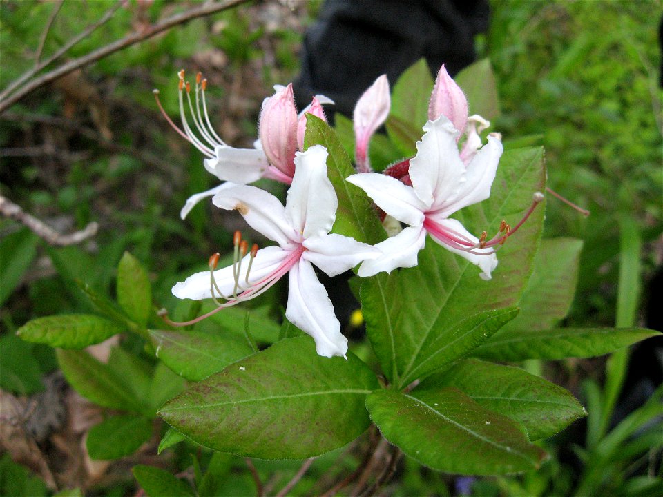 Rhododendron periclymenoides, near Sturgeon Creek, Owsley County, Kentucky.