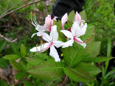 Rhododendron periclymenoides, near Sturgeon Creek, Owsley County, Kentucky. photo