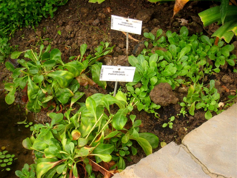 Samolus valerandi specimen in the National Botanic Garden of Belgium, Meise, just north of Brussels, Belgium.