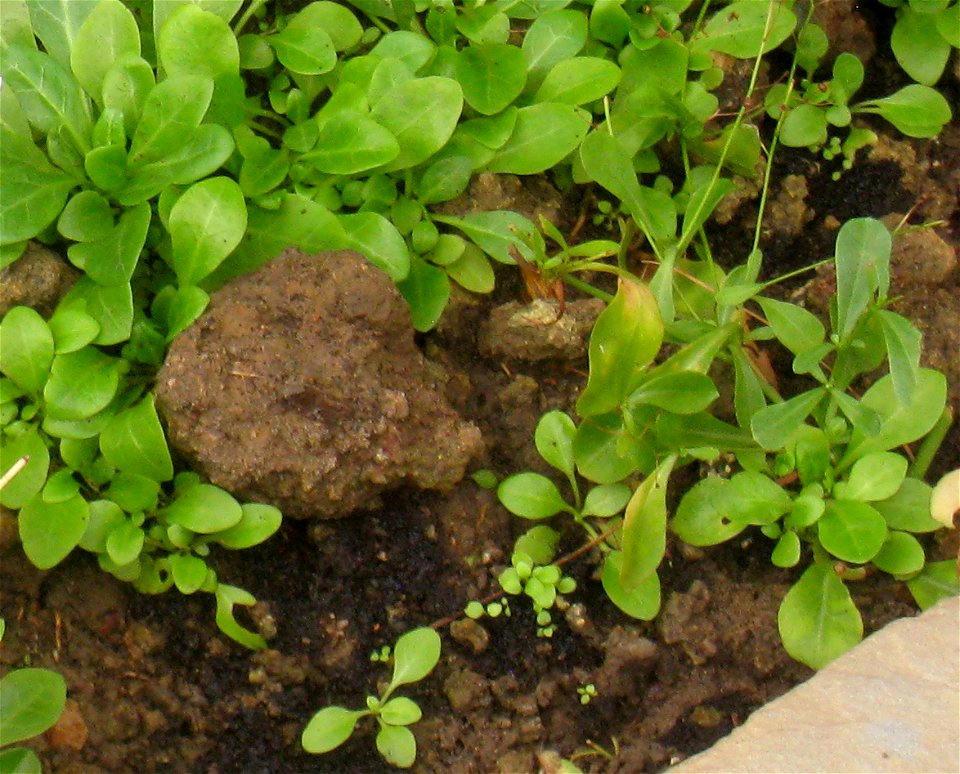 Samolus valerandi specimen in the National Botanic Garden of Belgium, Meise, just north of Brussels, Belgium.