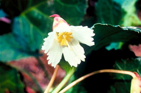 Image title: Oconee bells plant flower Image from Public domain images website, http://www.public-domain-image.com/full-image/flora-plants-public-domain-images-pictures/flowers-public-domain-images-pi photo