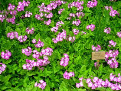 Primula sieboldii specimen in the Botanischer Garten, Berlin-Dahlem (Berlin Botanical Garden), Berlin, Germany.