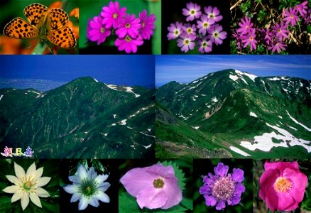 Mount Asahi (Asahidake) and its flowers photo