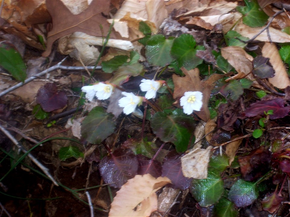Shortia galacifolia -- Oconee Bell
Photographed in Oconee County, South Carolina