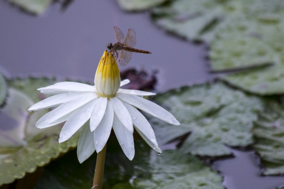 Dragonfly lotus dragonfly flowers