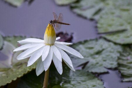 Dragonfly lotus dragonfly flowers