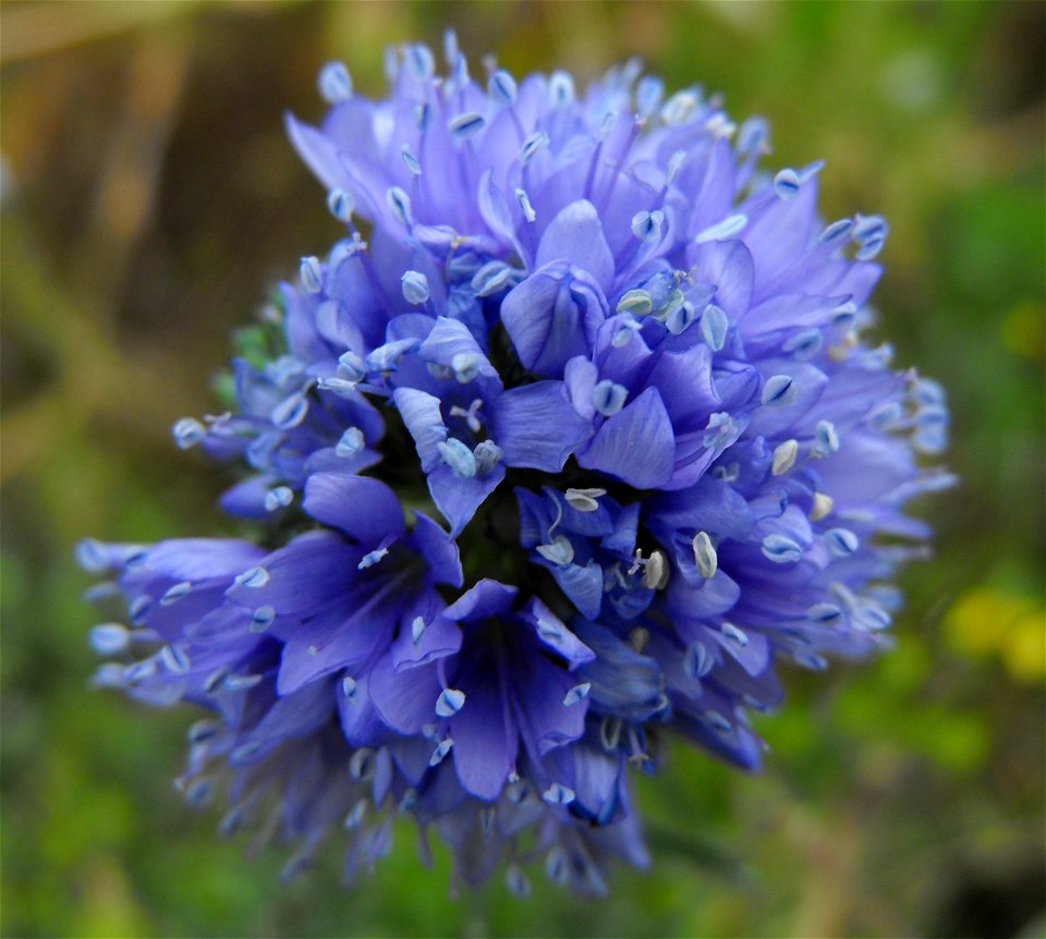 Gilia capitata at Rancho Santa Ana Botanic Gardens in Claremont, California, USA. Identified by sign.