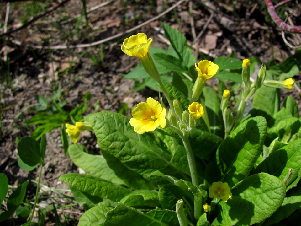 Primula denticulata (Sakhalin)