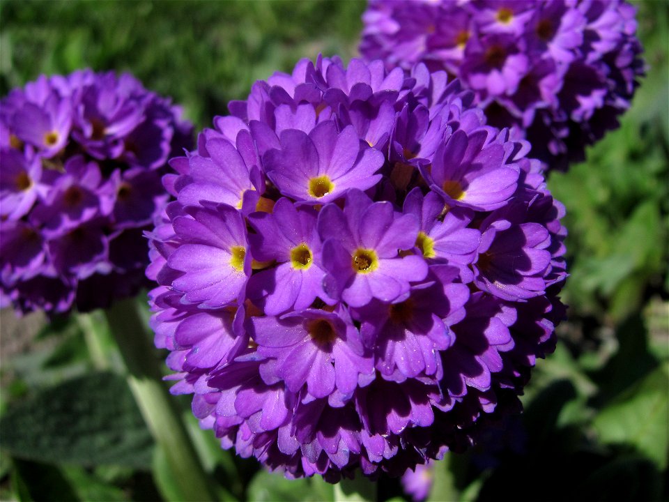 Primula denticulata (Sakhalin)
 Первоцвет мелкозубчатый (Южно-Сахалинск)