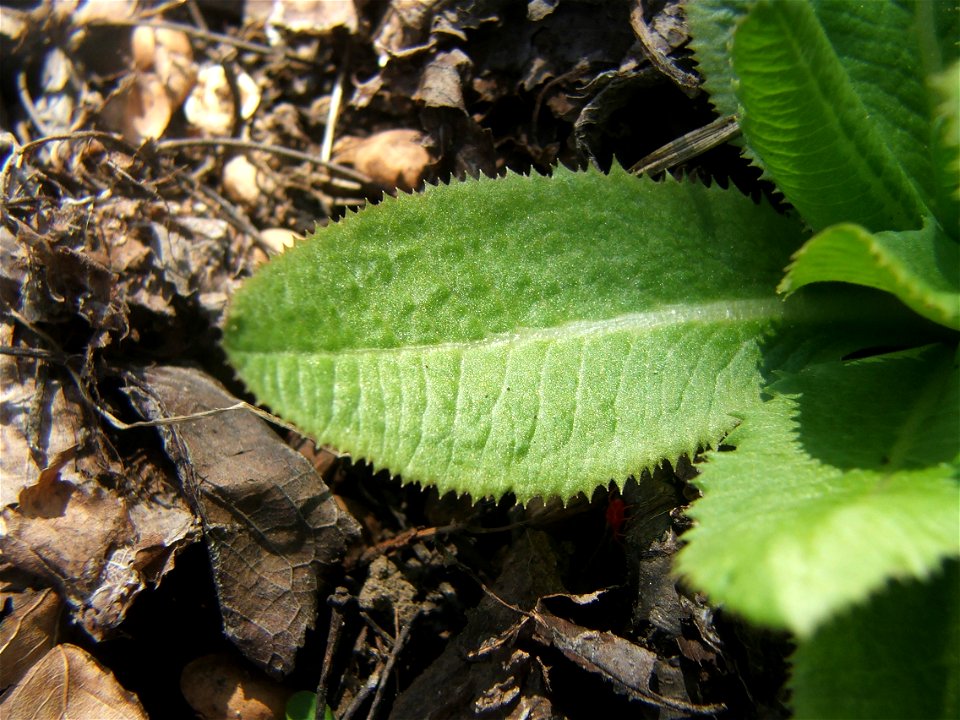 Leaf of Primula denticulata.