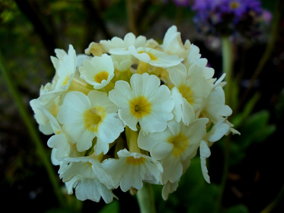 I am the originator of this photo. I hold the copyright. I release it to the public domain. This photo depicts a plant.