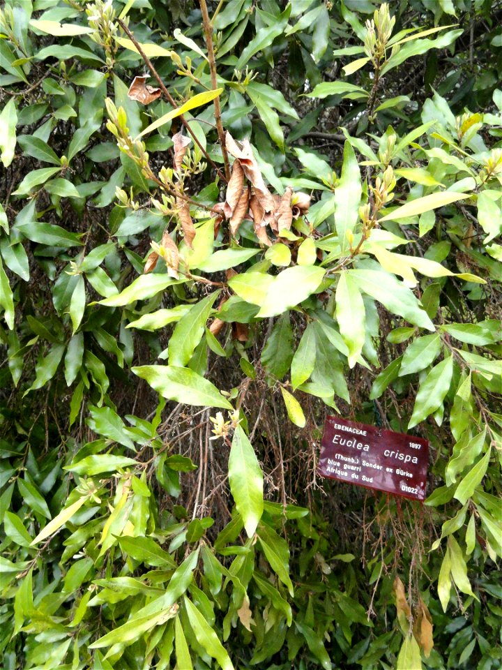 Euclea crispa specimen in the Jardin botanique de la Villa Thuret, Antibes Juan-les-Pins, Alpes-Maritimes,France. 

Note:This is very atypical habit for Euclea crispa and looks a lot closer to Euclea 