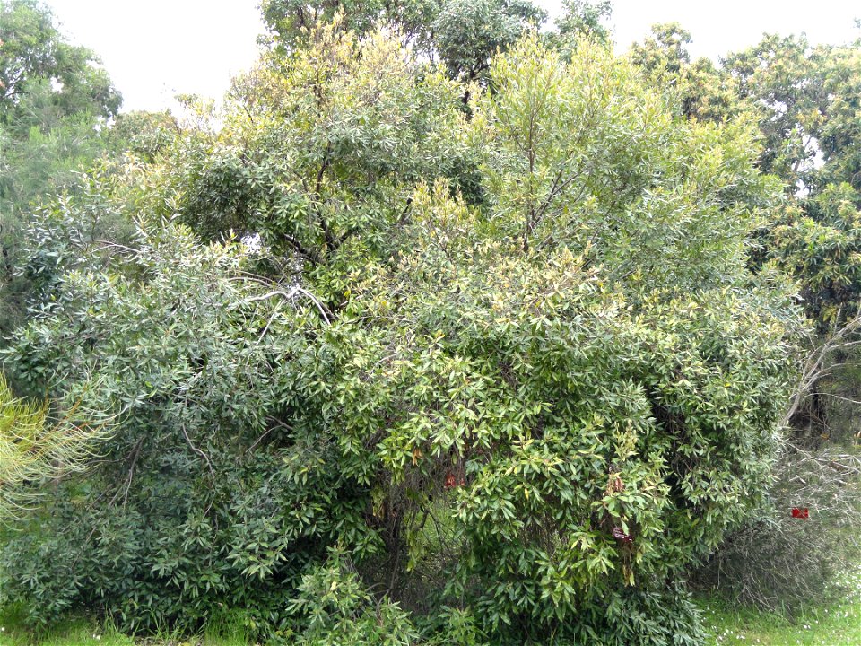 Euclea crispa specimen in the Jardin botanique de la Villa Thuret, Antibes Juan-les-Pins, Alpes-Maritimes,France.