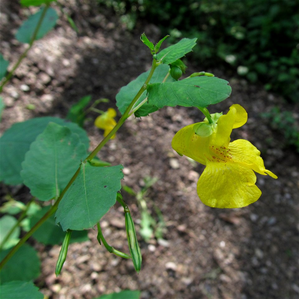 Pale Touch-Me-Not (Impatiens pallida) blooming in the Seldom Seen Greenway, Pittsburgh