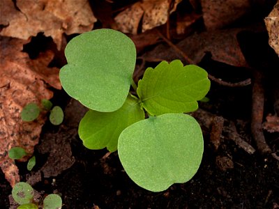 Seedling of Impatiens pallida with second leaves.