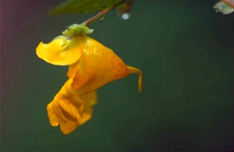 Image title: Pale jewelweed plant flower impatiens pallida
Image from Public domain images website, http://www.public-domain-image.com/full-image/flora-plants-public-domain-images-pictures/flowers-pub