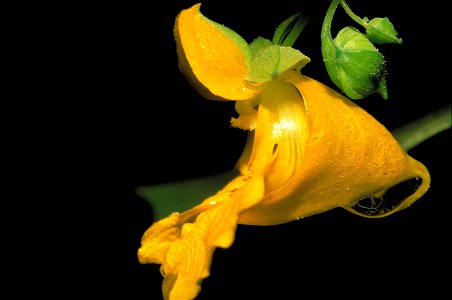 Image title: Pale jewelweed yellow flower
Image from Public domain images website, http://www.public-domain-image.com/full-image/flora-plants-public-domain-images-pictures/flowers-public-domain-images