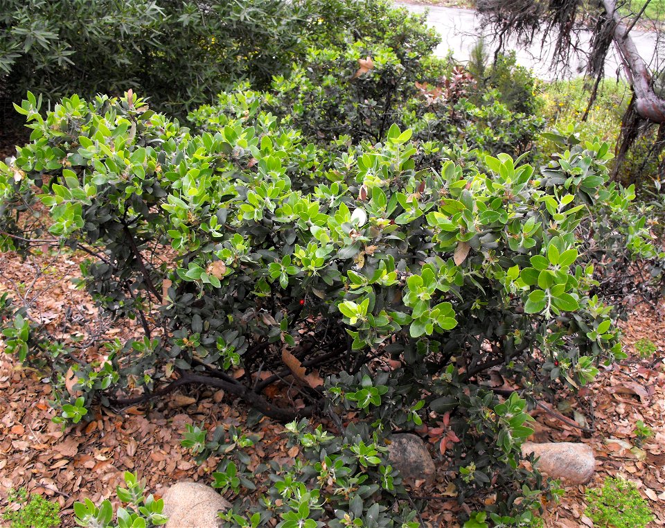 Arctostaphylos columbiana at Rancho Santa Ana Botanic Gardens in Claremont, California, USA. Identified by sign.