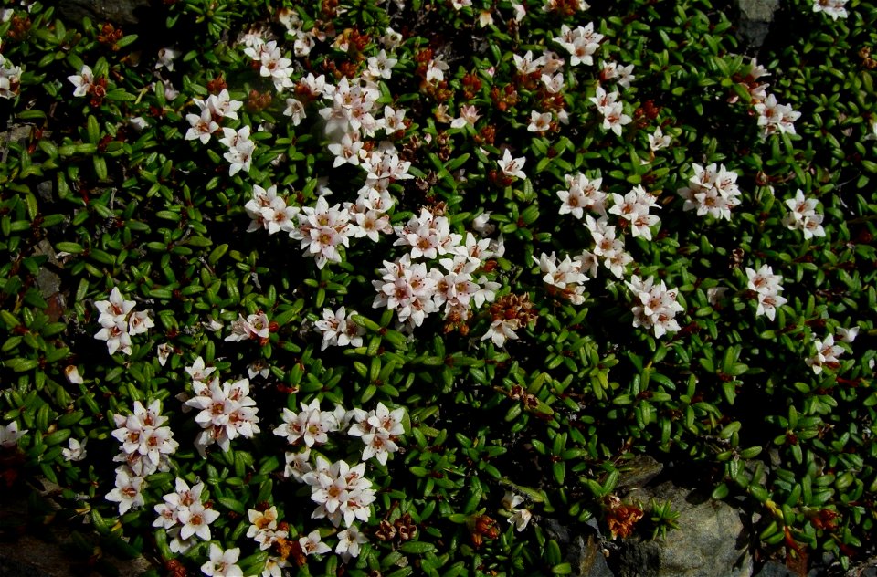 Loiseleuria_procumbens_Minezuou_in_hijiridake