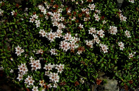 Loiseleuria_procumbens_Minezuou_in_hijiridake