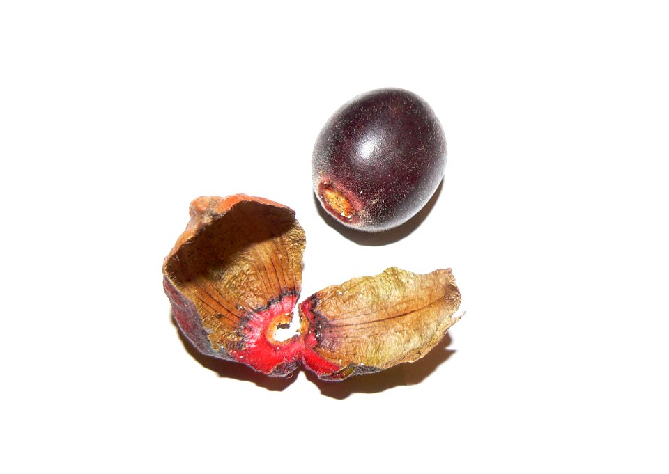 Diospyros whyteana tree. Bladdernut. Fruit removed from its sheath.