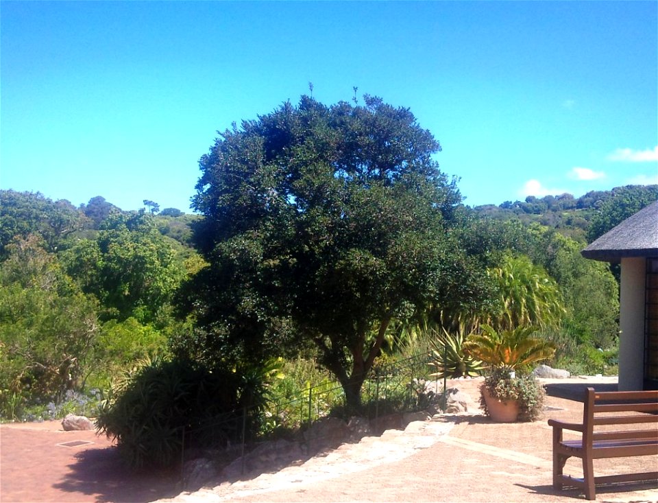 Diospyros whyteana. A medium-sized specimen in Kirstenbosch, Cape Town.