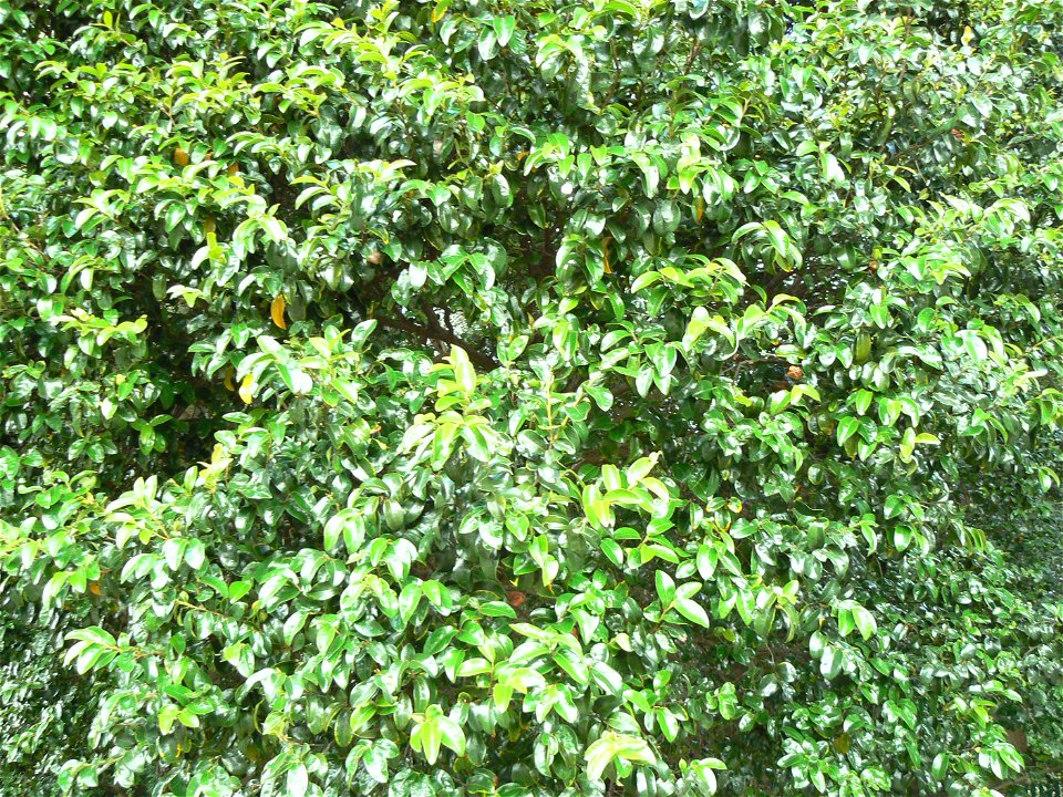 Diospyros whyteana. Foliage detail.