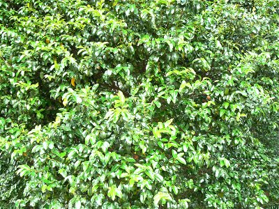 Diospyros whyteana. Foliage detail. photo