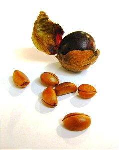 Fruit of the Bladdernut tree. Diospyros whyteana. Cape Town. Example of seeds and fruits sheath.