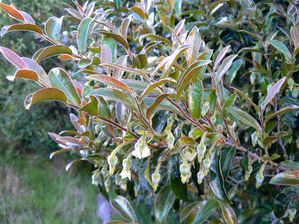 Diospyros whyteana. The trees tiny blossoms which emit a strong pleasant fragrance. Cape Town.