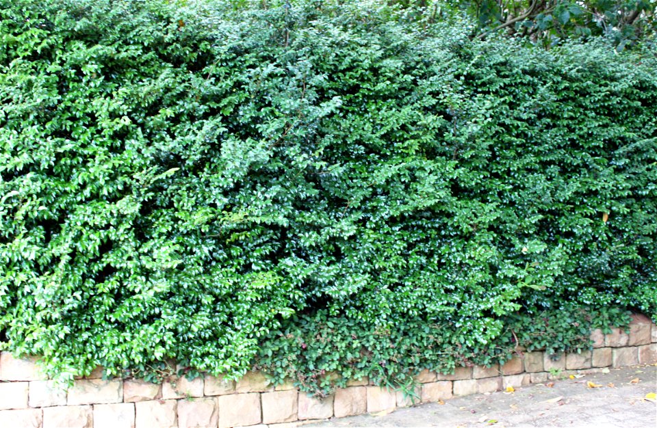Diospyros whyteana hedge. Dense hedge of Bladdernut trees in Cape Town garden.