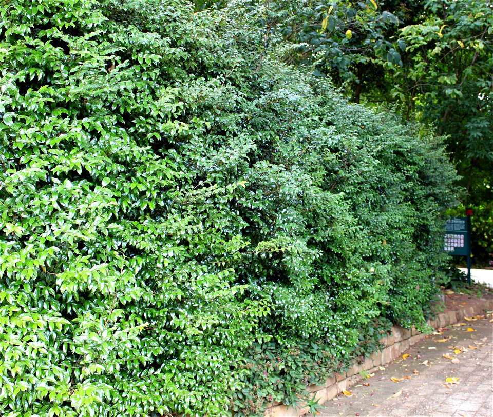 Hedge of Diospyros whyteana.