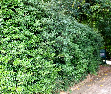 Hedge of Diospyros whyteana. photo