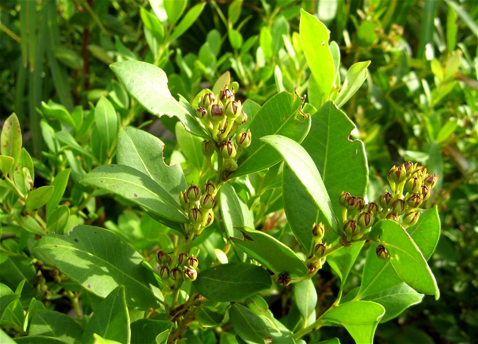 Lyonia lucida, boardwalk over a marshy area at St. Joseph Peninsula State Park, Gulf County, Florida.