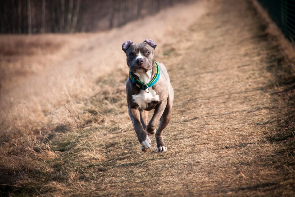 Dog pitbull portrait