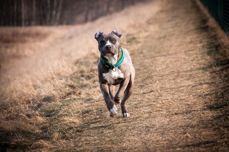 Dog pitbull portrait